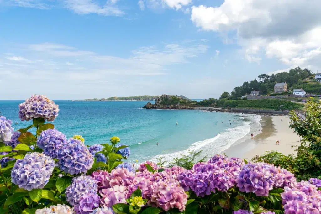 header perrosguirec ad 1